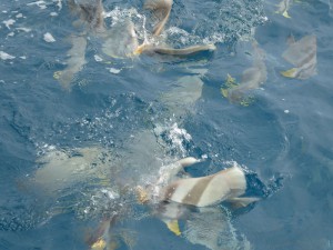 Fische füttern