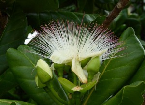 Flora