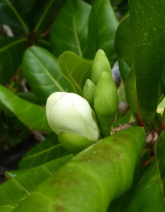 Flora