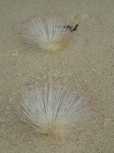 Flora