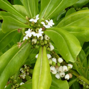 Flora