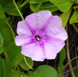 Flora