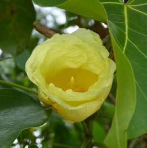 Flora