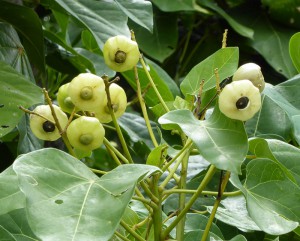 Flora