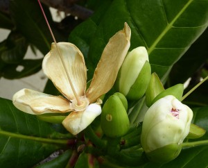 Flora