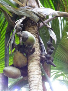 Coco de Mer