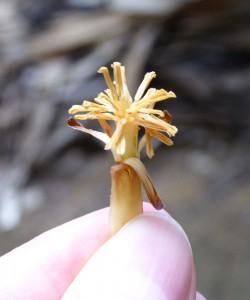 Einzelblüte der männlichen Coco de Mer