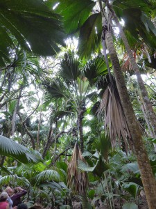 Coco de Mer