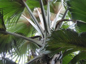 Coco de Mer