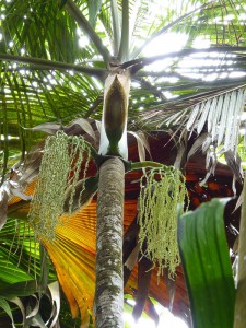 "Spaghetti" Palme