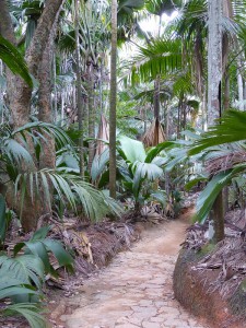 Vallée de Mai