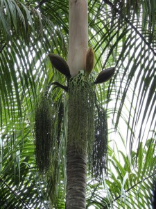"Spaghetti" Palme