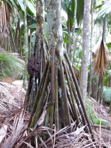 Palme mit Pfahlwurzeln