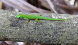 Green Day Gecko