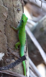 Green Day Gecko