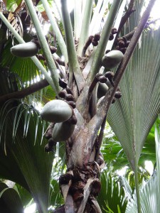 weibliche Coco de Mer