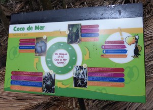 Entwicklungsstadien der Coco de Mer