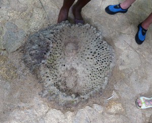Wurzelbereich einer Coco de Mer