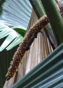 Giant Bronze Gecko