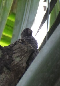 Seychelles Black Parrot