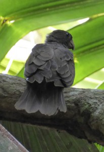 Seychelles Black Parrot