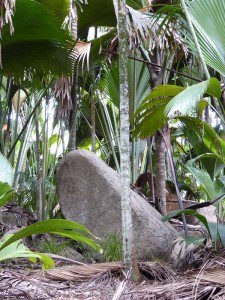 Vallée de Mai