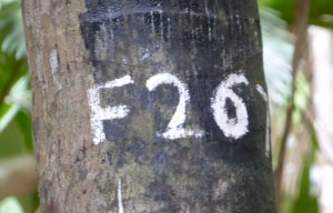 Markierung einer weiblichen Coco de Mer