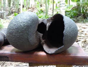 offene Coco de Mer