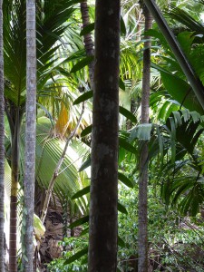 Vanille an einer Palme