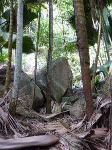 Vallée de Mai