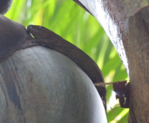 Giant Bronze Gecko
