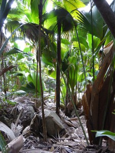Vallée de Mai