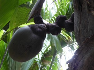 weibliche Coco de Mer