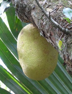 "wohlriechende" Jackfruit