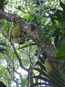 "wohlriechende" Jackfruit
