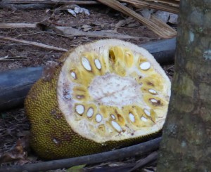 "wohlriechende" Jackfruit