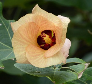 Flora