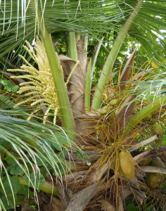 Kokospalme