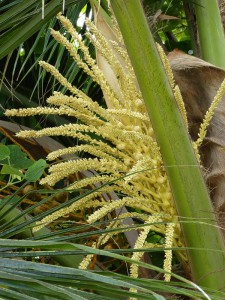 Kokospalme