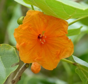 Flora