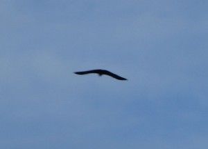 unscharfer Flughund