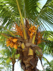 Kokospalme