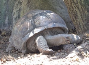 Riesenschildkröten
