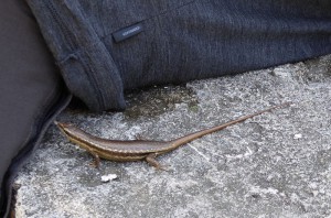 freche Eidechse