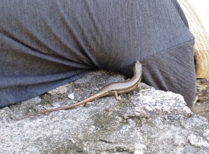 freche Eidechse