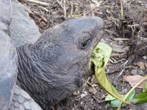 Riesenschildkröten