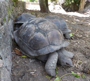 Riesenschildkröten