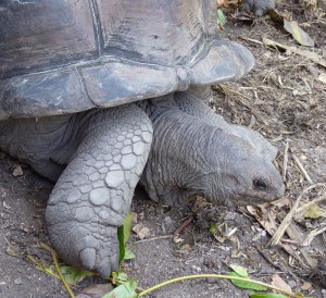 Riesenschildkröten