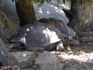 Riesenschildkröten