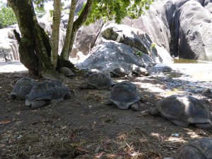 Riesenschildkröten